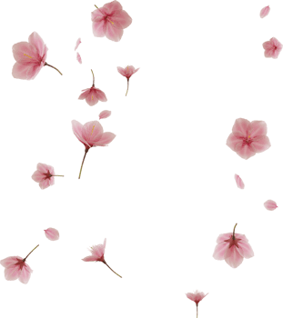 falling cherry blossom flower png