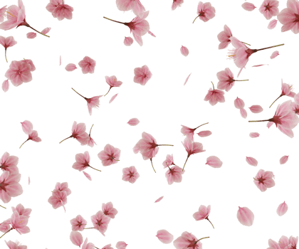 falling cherry blossom flower png