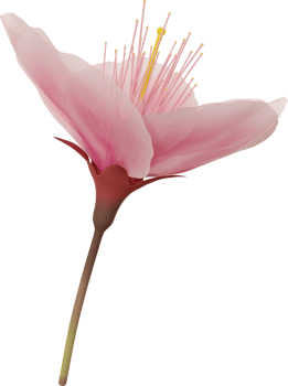 pink cherry blossom flower png