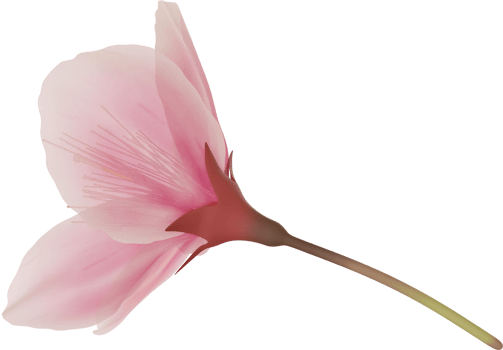 pink cherry blossom flower png