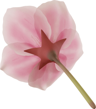 pink cherry blossom flower png
