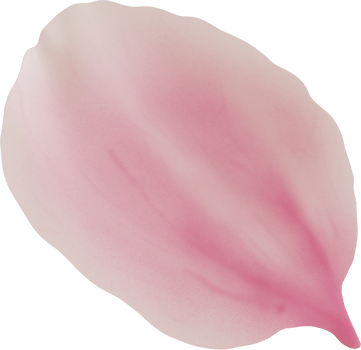 pink cherry blossom petal png