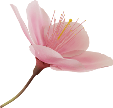 pink cherry blossom flower png