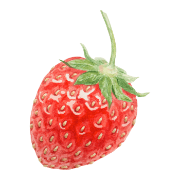 Red strawberry hand drawn watercolor illustration. Delicious food art, fresh botanical realistic painting. Summer sweet berry clipart for restaurant, cafe menu, packaging of farm goods, vegan products png