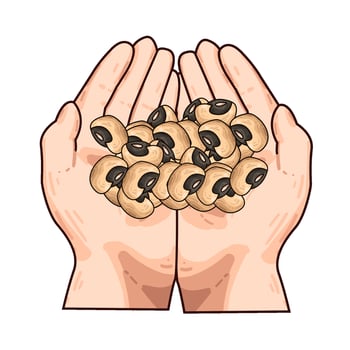Illustration of soybean vector