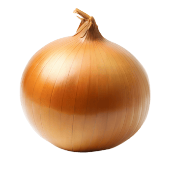 Whole fresh onion on transparent background for cooking recipes png