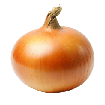Fresh whole onion with transparent background for culinary use png