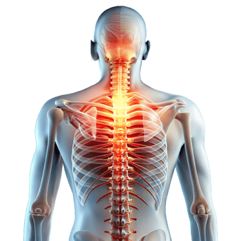 Human spine and skeleton anatomy on transparent background png