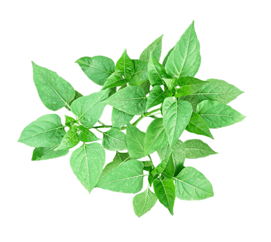 a basil plant on a white background, green leaves of a plant on a transparent background, green basil plant on transparent background, png