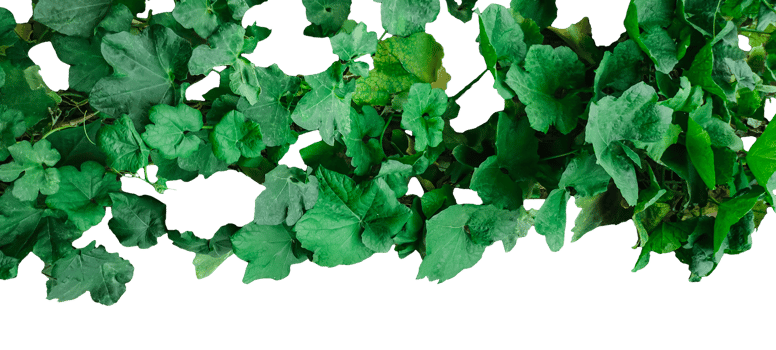 green pumpkin leaves on a transparent background, png