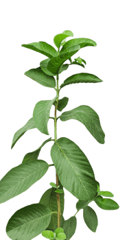 a plant with guava leaves on it, on a transparent background, a green plant with leaves on it, a plant with green leaves that says natural, png