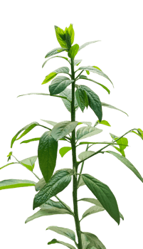a plant with leaves on it, on a transparent background, a plant with green leaves that says sprout on it, png