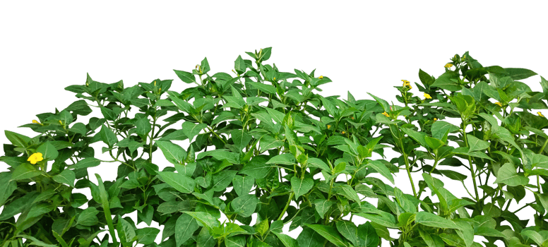 a plant with green leaves and yellow flowers, a plant with green leaves and yellow flowers frame on transparent background, a plant with yellow flowers png