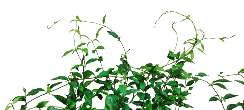 a plant with green leaves and a background, a plant with green leaves on a background, png