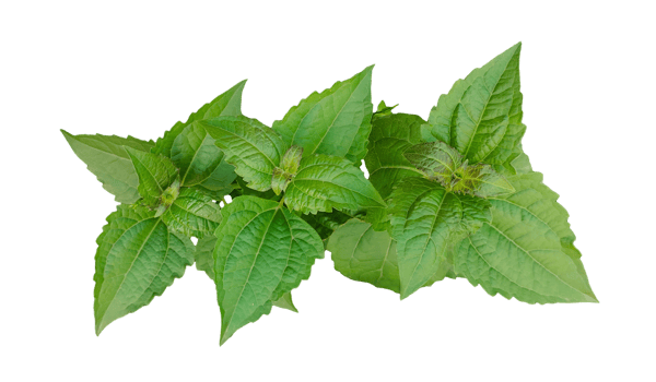 a basil plant on a transparent background, green leaves of a plant on a transparent background, green basil plant on transparent background, png