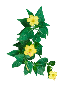 yellow flowers on a plant with green leaves, png