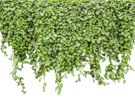 green ivy plant on a transparent background, a tree with green leaves hanging from a white wall, png