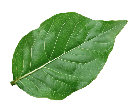 Green Leaf Isolated on Transparent Background png