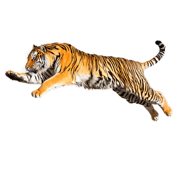 Regal Siberian tiger Panthera tigris altaica leaping powerfully thick orange and black striped coat Animal png