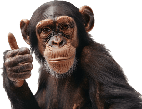 Chimpanzee Giving Thumbs Up Gesture. png