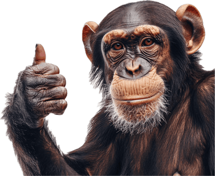 Chimpanzee Giving Thumbs Up Gesture. png