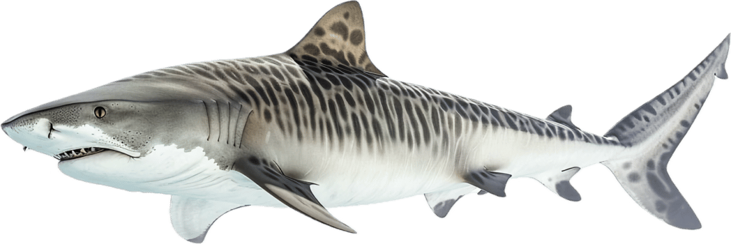 Tiger Shark Swimming with Distinctive Stripes. png