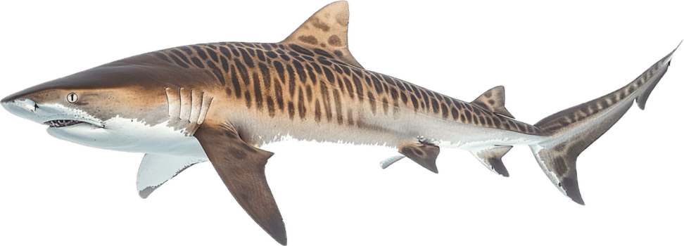 Tiger Shark Swimming with Distinctive Stripes. png