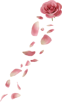 floating pink rose flower png