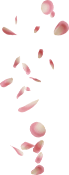 flying pink rose petal png