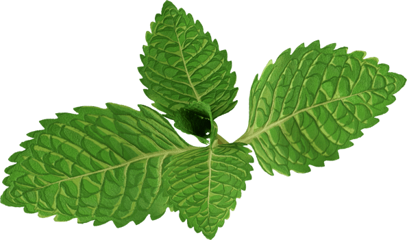green peppermint leaf png