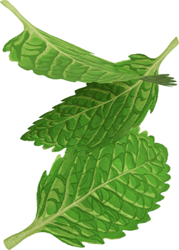green mint leaf png