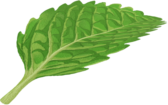 single mint leaf png