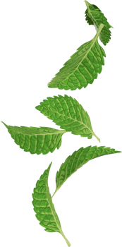 floating mint leaves png