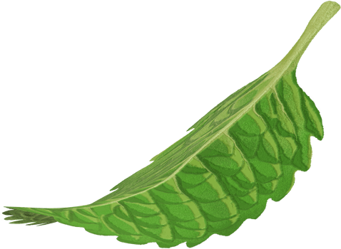 single mint leaf png