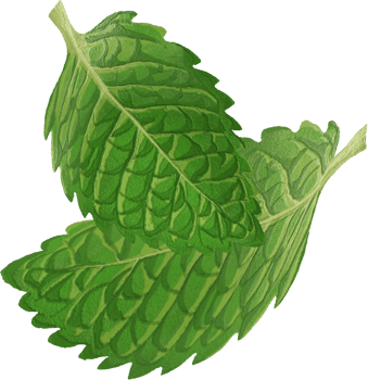 green mint leaf png