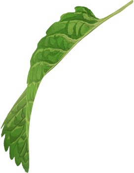 single mint leaf png