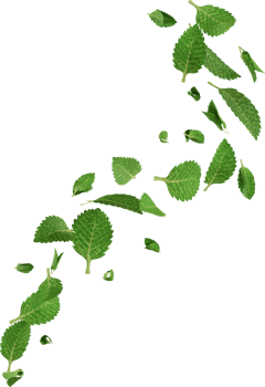 floating mint leaves png