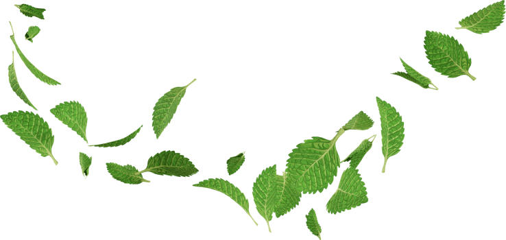 floating mint leaves png