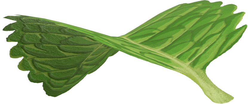 single mint leaf png