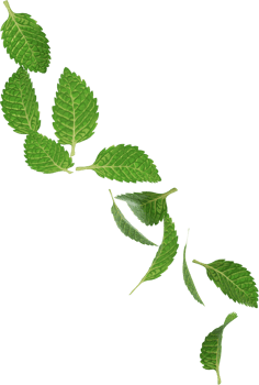falling green peppermint png