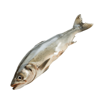 Ocean Fish on Transparent Background png