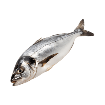 Ocean Fish on Transparent Background png