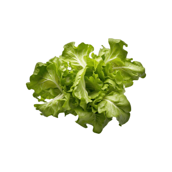 fresh salad plant Green lettuce leaves isolated on a transparent background png