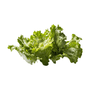 fresh salad plant Green lettuce leaves isolated on a transparent background png