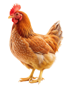 Golden brown chicken with detailed feathers on transparent background png