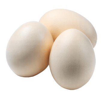 Three ostrich eggs on transparent background isolated png