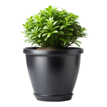Lush green houseplant in black pot on transparent background png