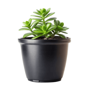 Green succulent plant in black pot on transparent background png
