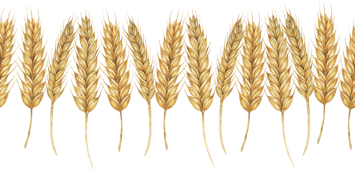 Wheat stalks seamless border, barley ears ribbon. Watercolor illustration for harvest celebration, rustic designs, beer, bread, farming themes. Clipart for textiles, packaging, backgrounds, banner png