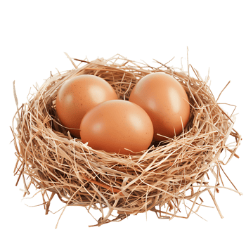 Single Egg in a Birds Nest Isolated png